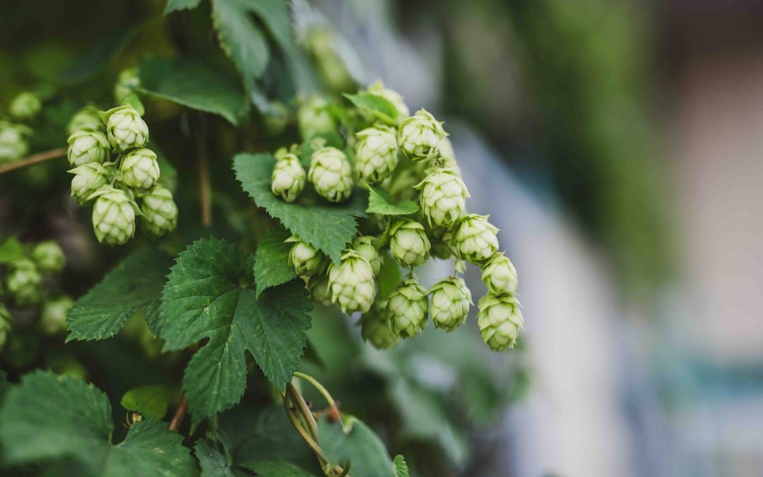 McBarley’sHops