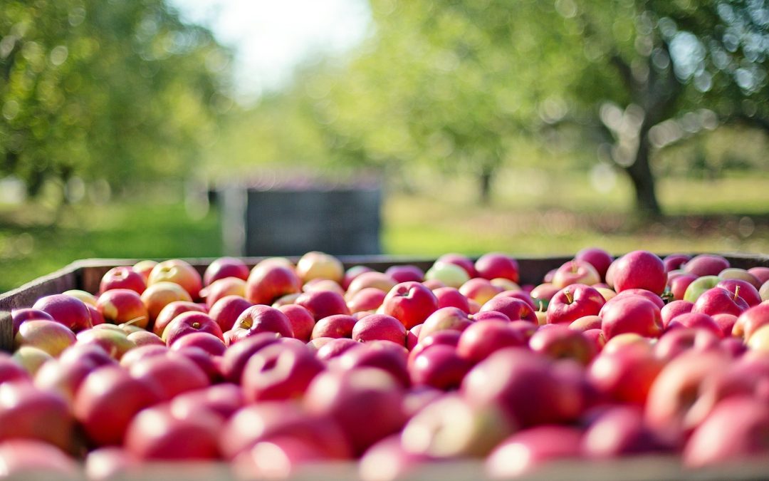 apples-1004886_1920